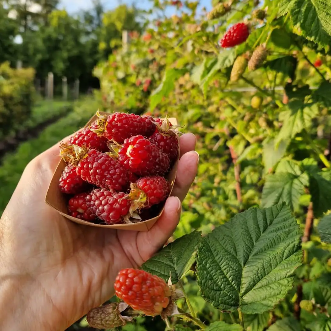 Hand met een kartonnen bakje vol rijpe rode bessen in de zonnige tuin
