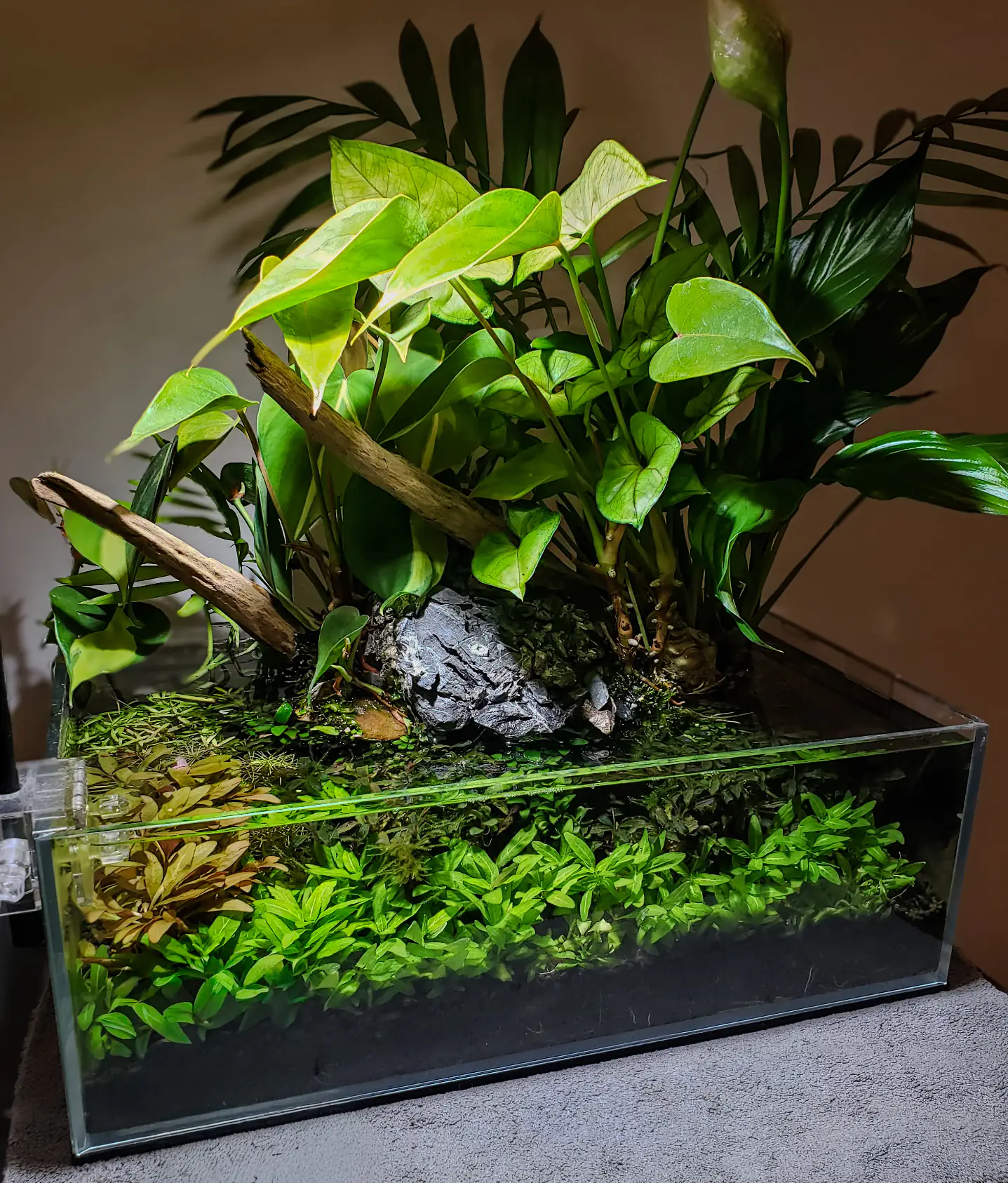 Professionally designed paludarium merging a lush aquatic plant environment with a terrestrial garden
