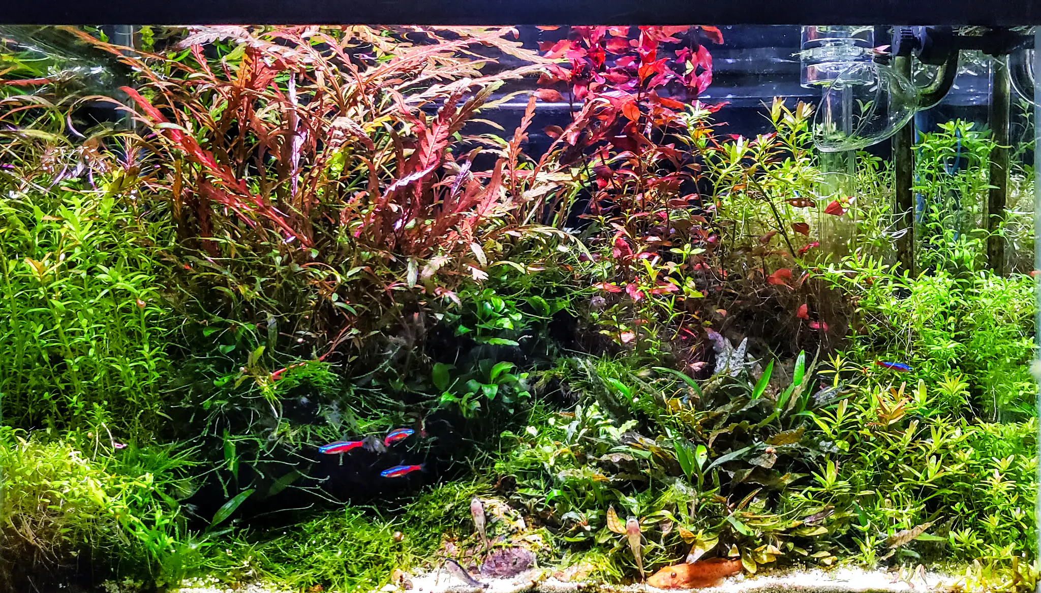Vibrant and densely planted high-tech aquarium with glowing neon tetras