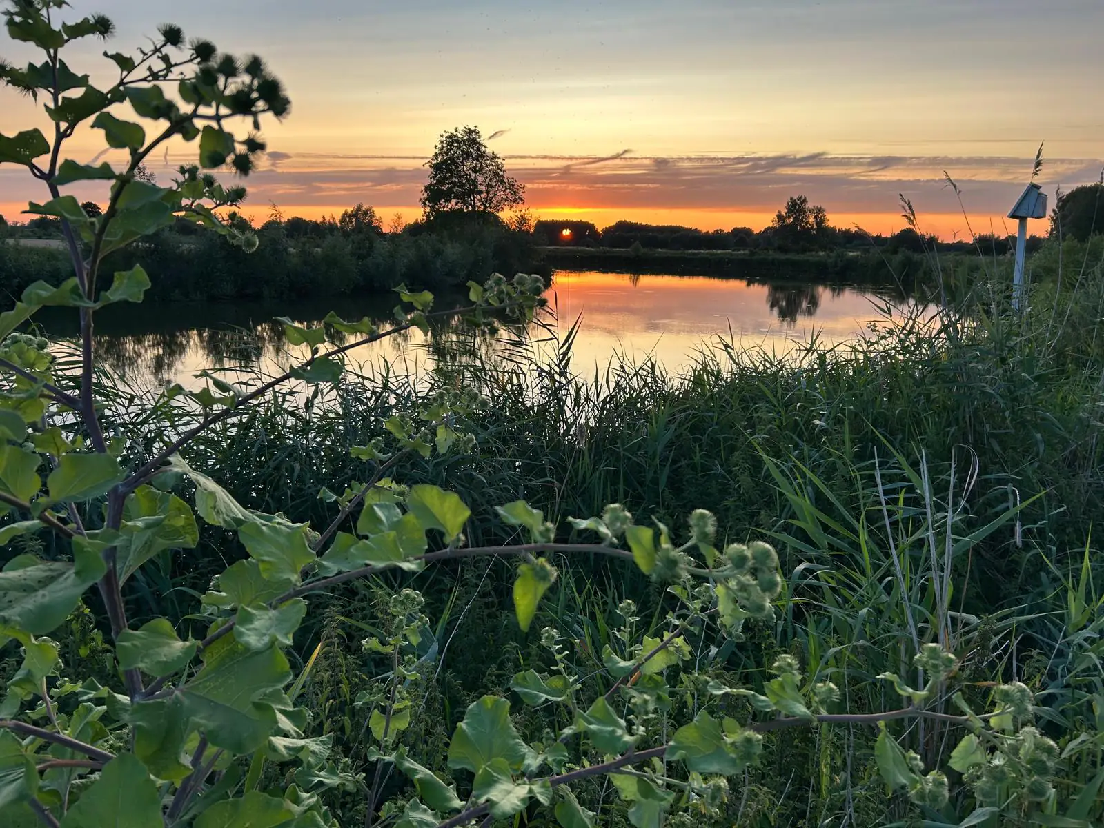 Zonsondergang water planten