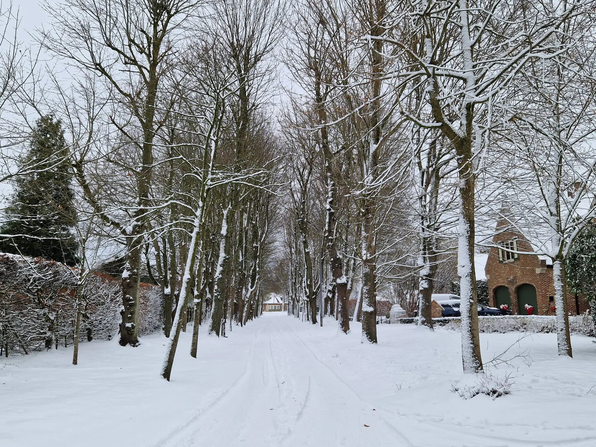 Winter sneeuw bomen